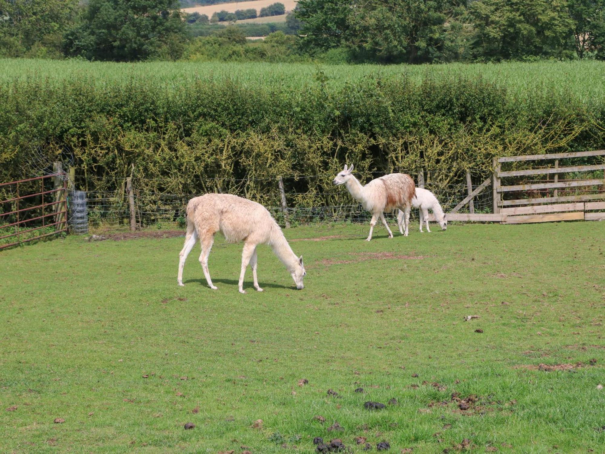 Cornfield Villa Northallerton Luaran gambar